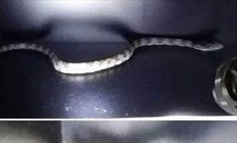 La serpiente fotografiada por Mo Williams cuando estaba en su taquilla